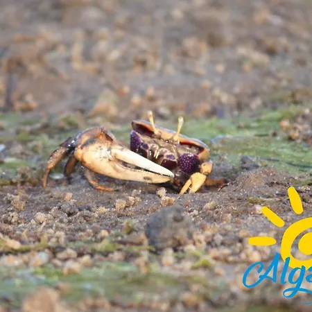 Appartement Formosa Bay By Algartur *